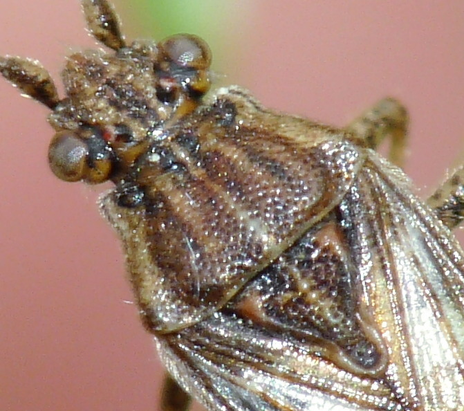 Rhopalidae: Stictopleurus subtomentosus